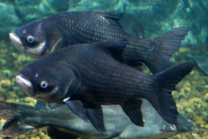File:GiantBarb.jpg