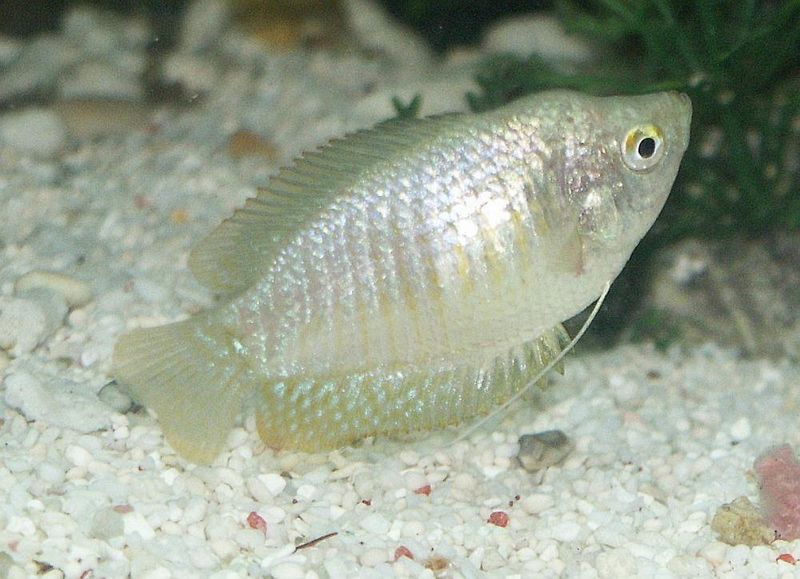 File:Colisa lalia2.jpg