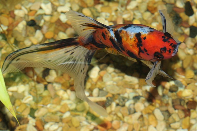 File:Shubunkin-3743.jpg