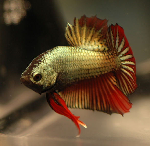 File:Betta splendens-dragon-3220.jpg