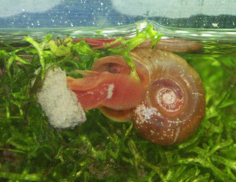 File:Red ramshorn1.jpg