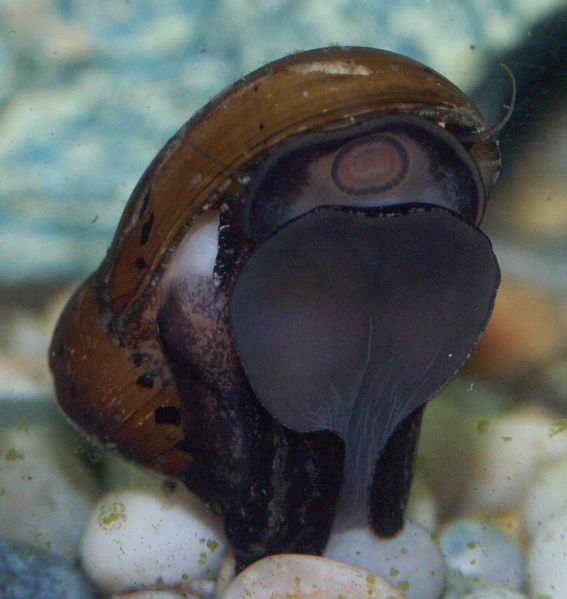 File:Ruby Nerite Snail 2.jpg