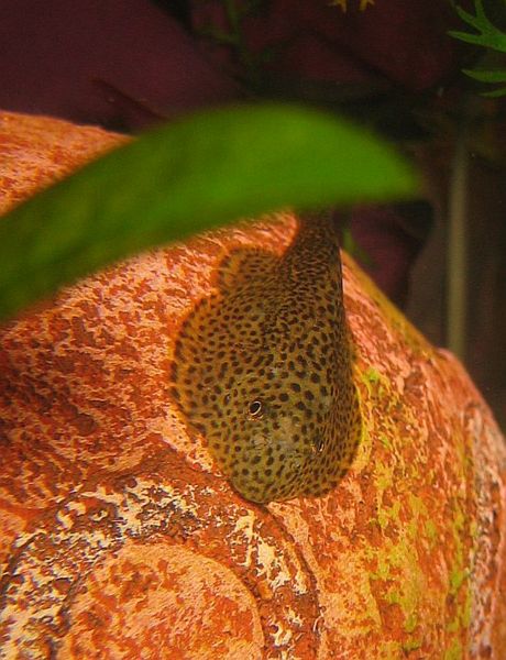 File:Beaufortia kweichowensis4.jpg