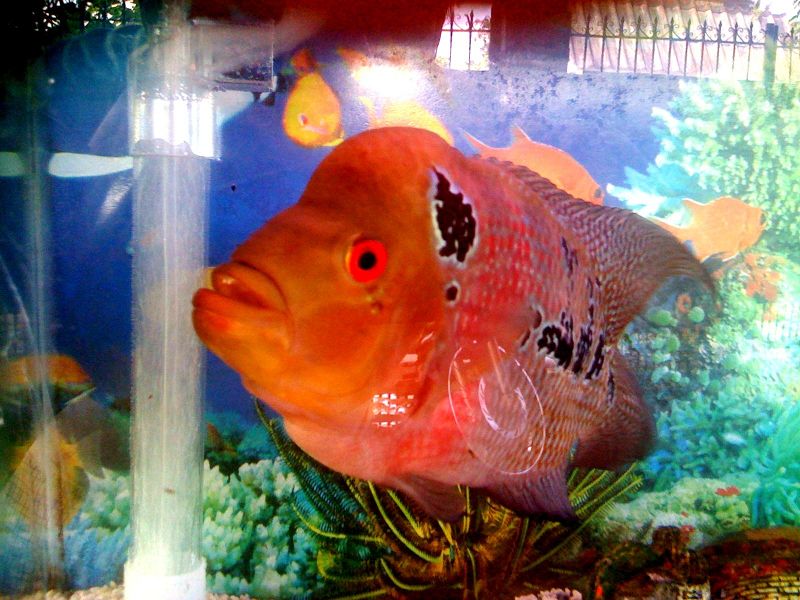 File:Flowerhorn-2910.jpg