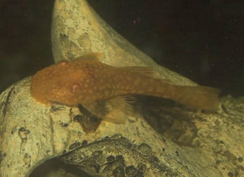 File:Gold Ancistrus1.jpg
