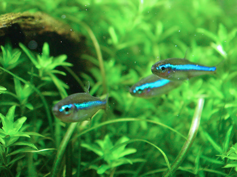 File:Paracheirodon simulans-9747.jpg