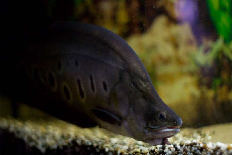 File:Chitalachitala-7890.jpg