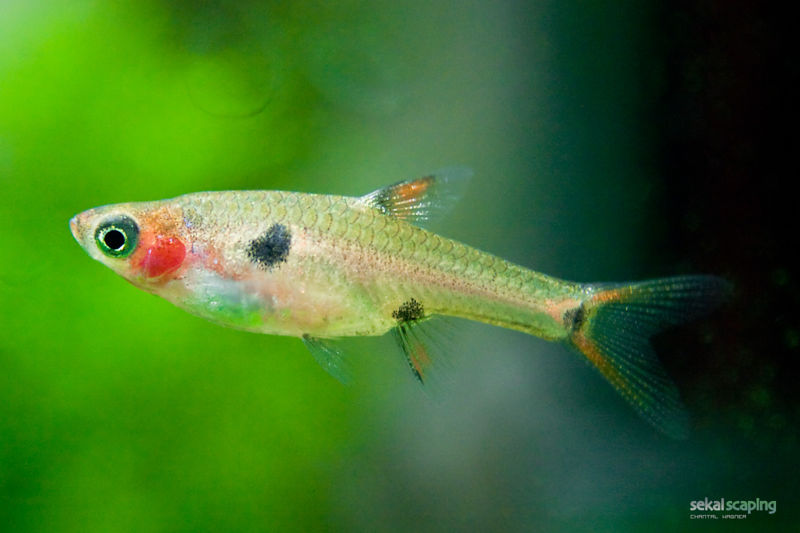 File:Boraras maculatus-1367.jpg