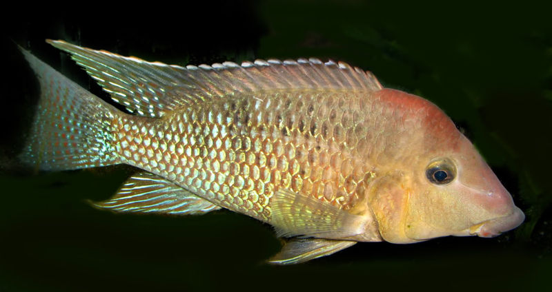 File:Geophagus steindachneri-1147.jpg