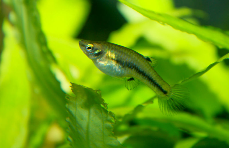 File:Heterandria formosa-4441.jpg