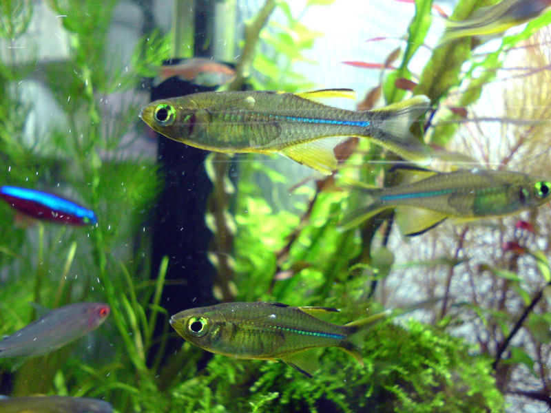 File:Celebes Rainbowfish-7635.jpg