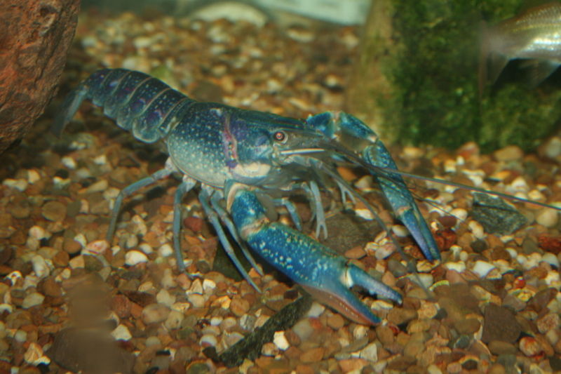 File:Cherax quadricarinatus-7827.jpg