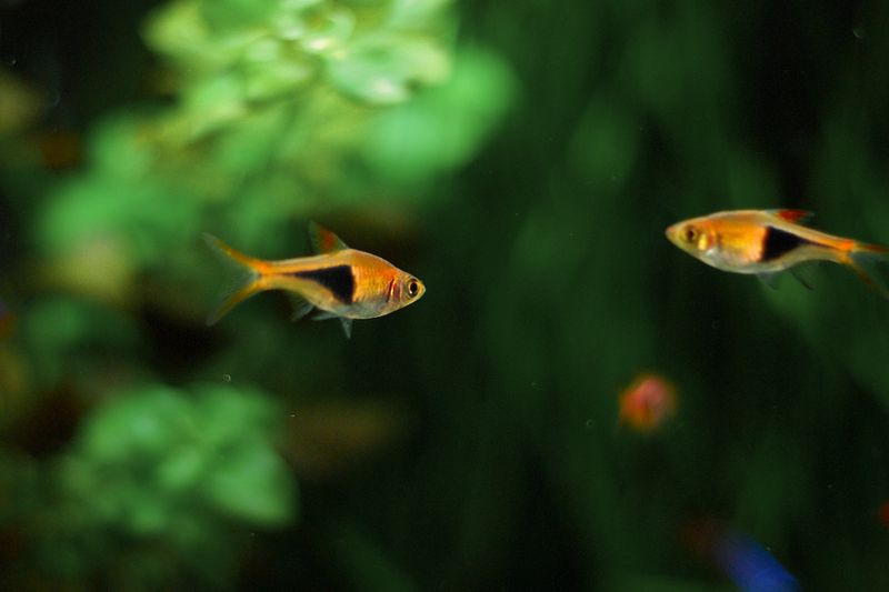 File:HarlequinRasboras-6329.jpg