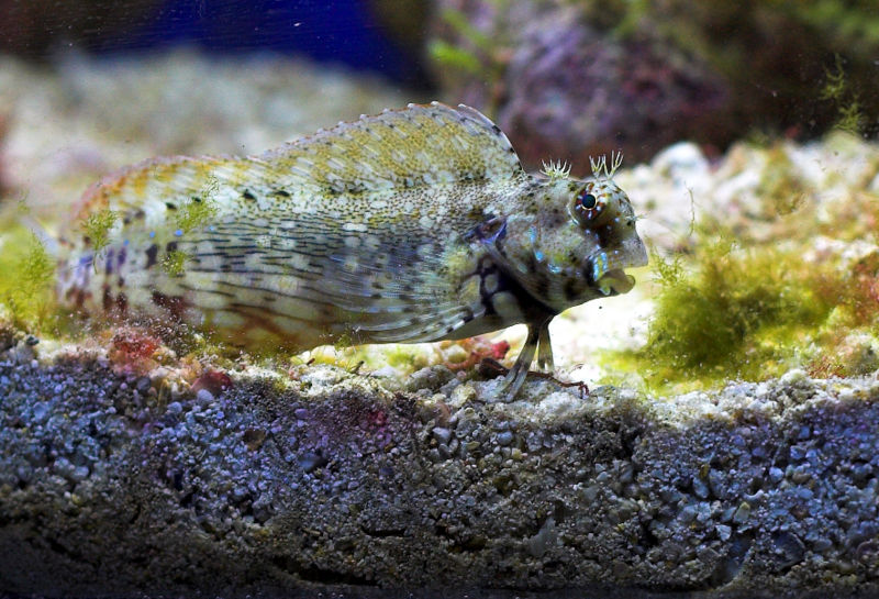 File:Lawnmowerblenny-5871.jpg