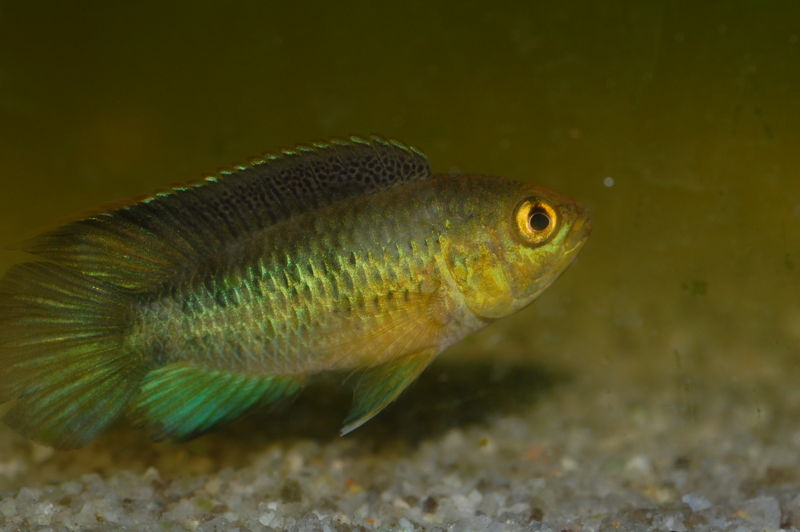 File:Nannacara anamola-5000.jpg