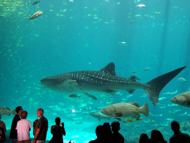 File:Whale Shark-5120.jpg