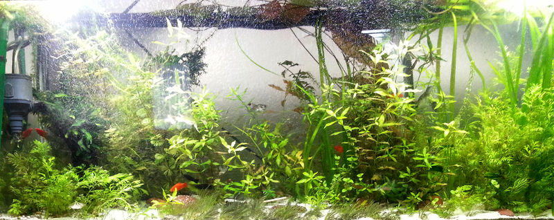 File:Fw planted tank2.jpg
