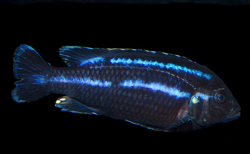 File:Melanochromis parallelusmale.jpg