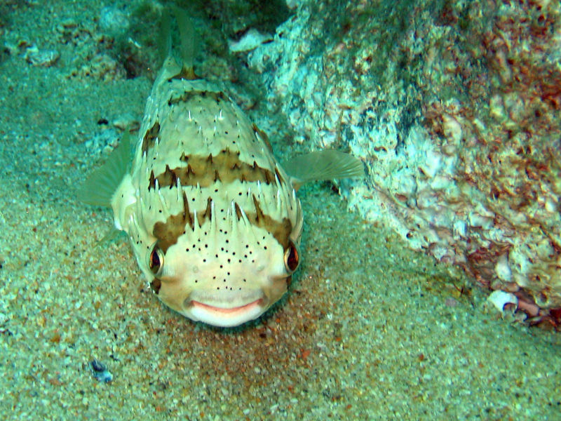 File:Porcupinepufferfish-6388.jpg