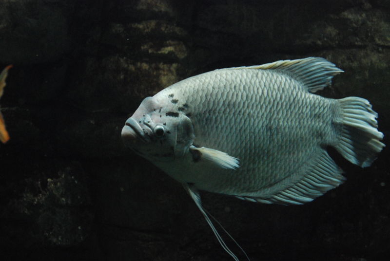 File:Osphronemus goramy-4412.jpg