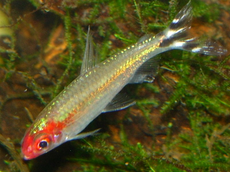 File:Hemigrammus bleheri-9153.jpg
