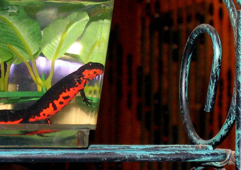 File:Cynops orientalis-4536.jpg
