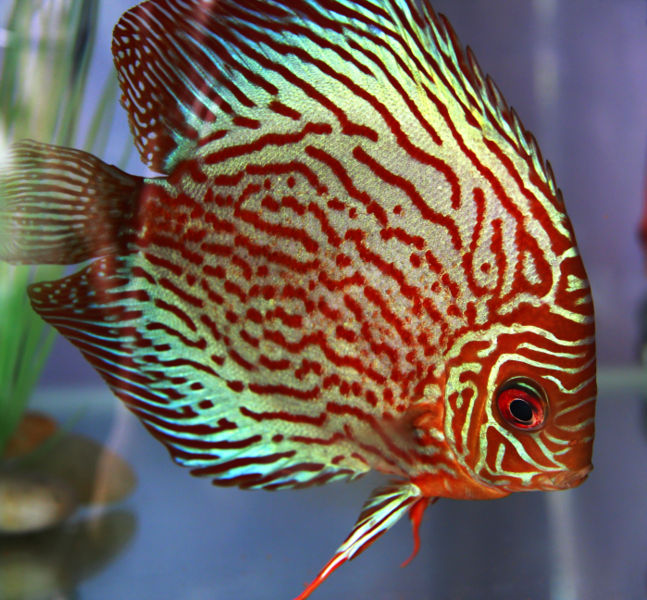 File:StiipedDiscus-8124.jpg