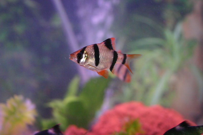 File:Tigerbabr-4832.jpg
