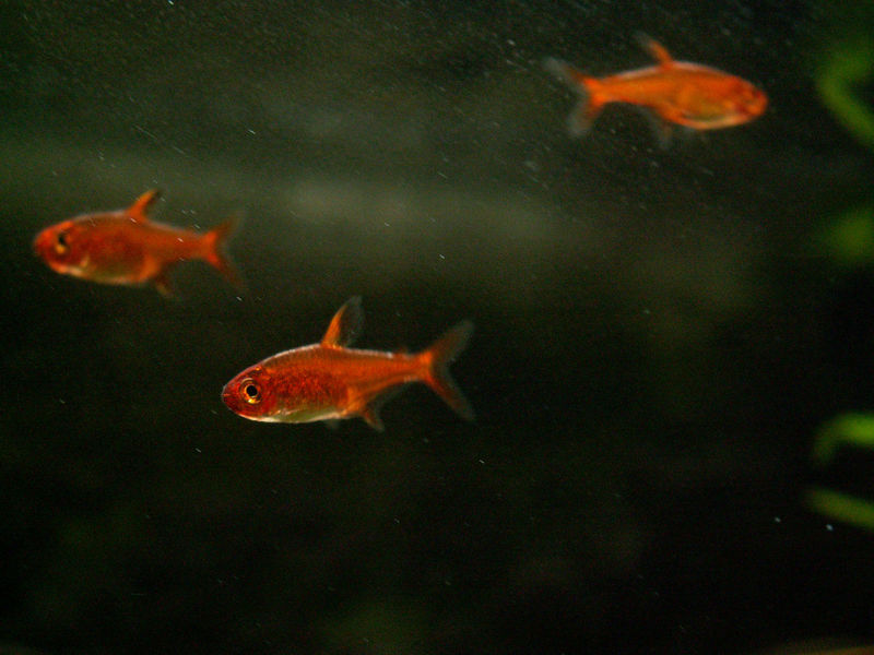 File:Hyphessobrycon amandae-933.jpg