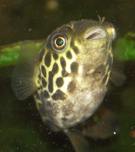 File:Tetraodon fluviatilis 4.jpg
