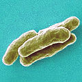 Mycobacterium tuberculosis1.jpg