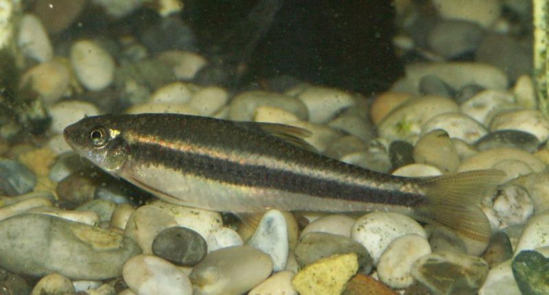 File:Garra taeniata1.jpg