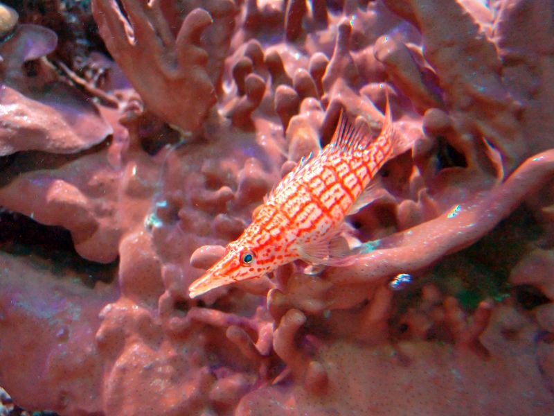 File:Oxycirrhites typus-8531.jpg