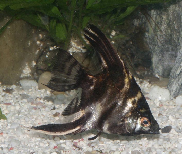 File:Marbled Angelfish.jpg