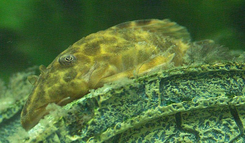 File:Panaque maccus3.jpg