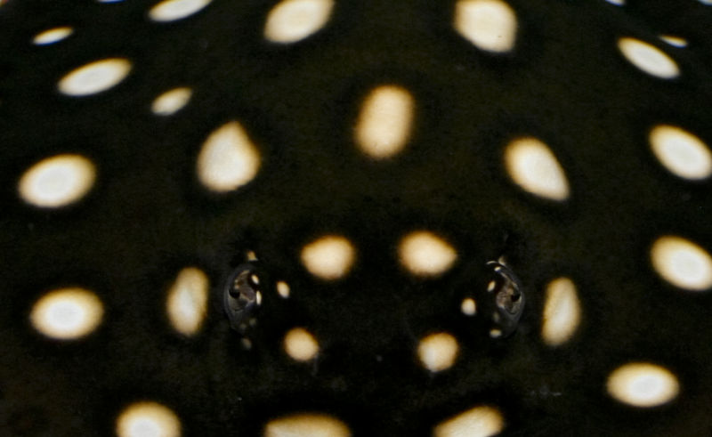 File:Potamotrygon leopoldi -2548.jpg