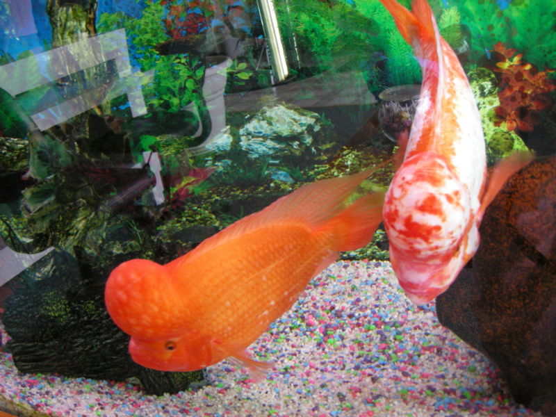 File:Amphilophus labiatus-4285.jpg