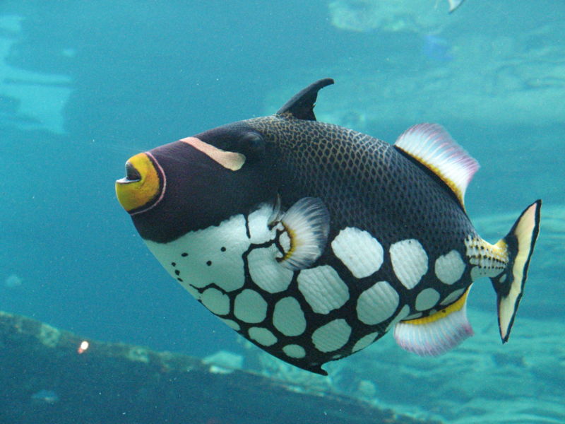 File:Balistoides conspicillum-1516.jpg