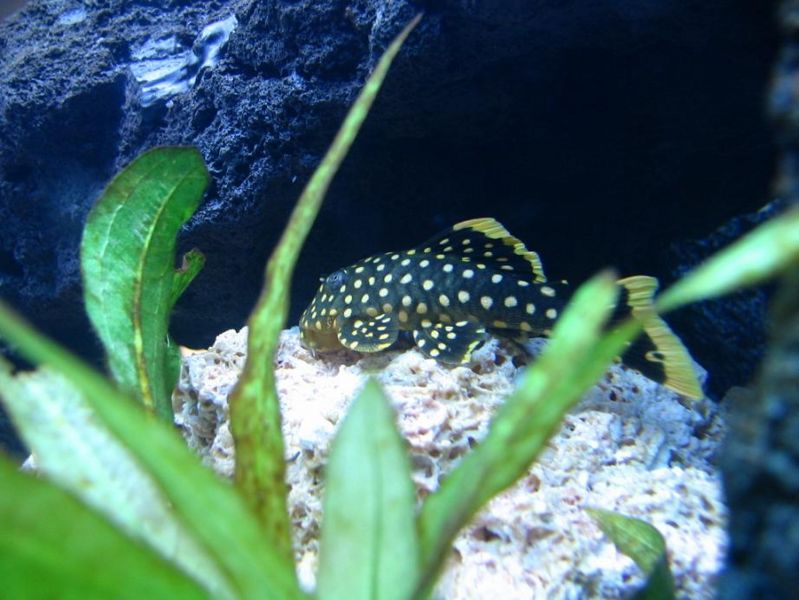 File:Nugget2.jpg