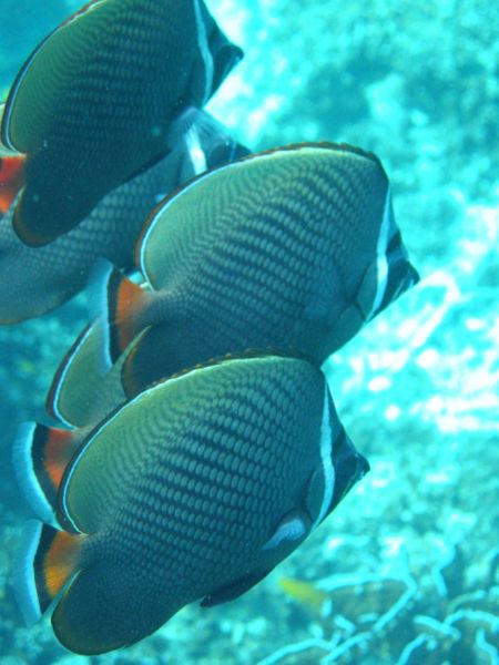File:Chaetodon collare-1378.jpg