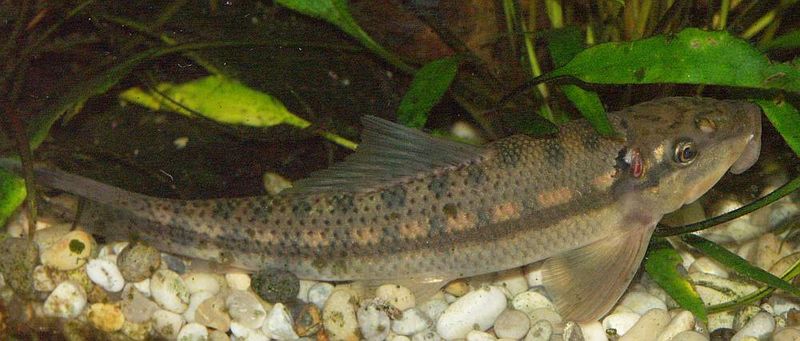 File:Gyrinocheilus aymonieri2.jpg
