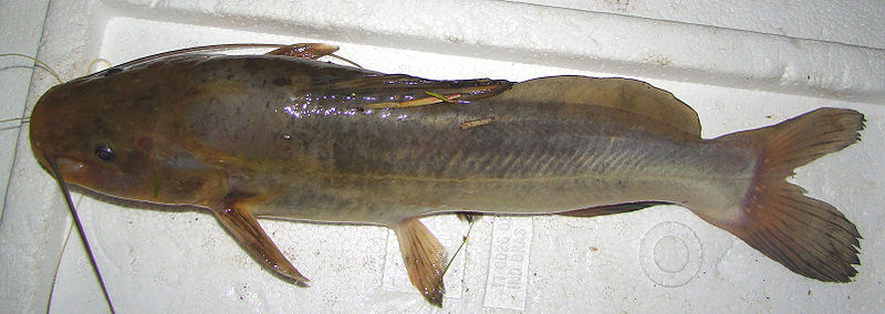 File:Rhamdia quelen -2197.jpg