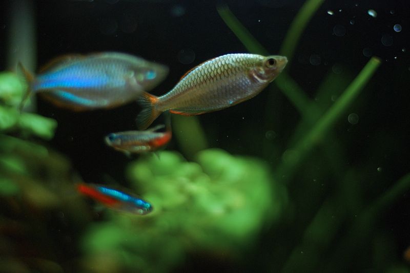 File:Melanotaenia praecox-3868.jpg