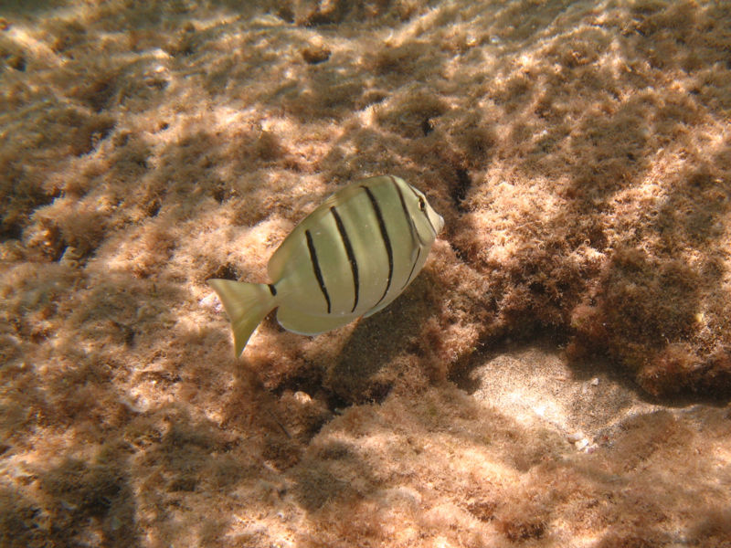 File:Convicttan-2120.jpg