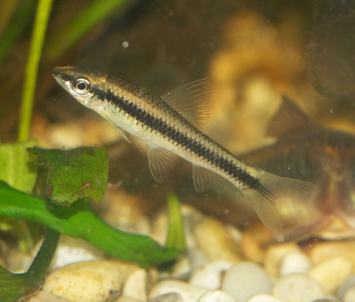 File:Crossocheilus siamensis fry2.jpg