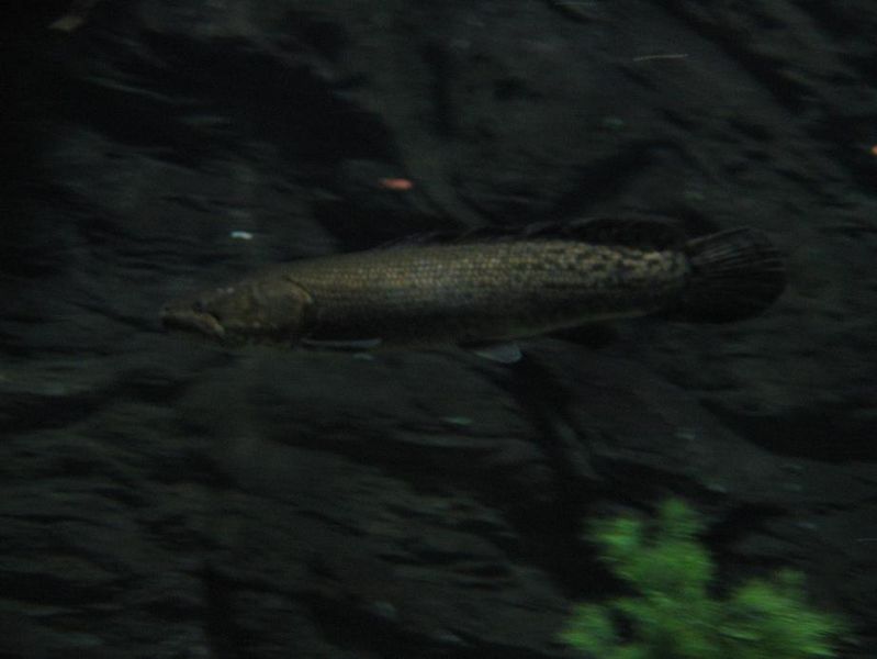 File:Amia calva 3.jpg
