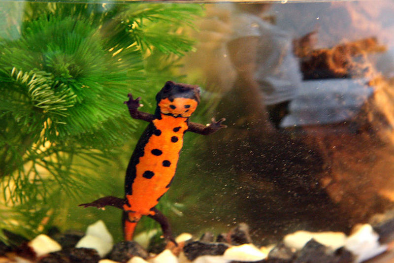 File:Cynops orientalis-8882.jpg