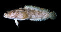 FreshwaterLionfish-54.jpg