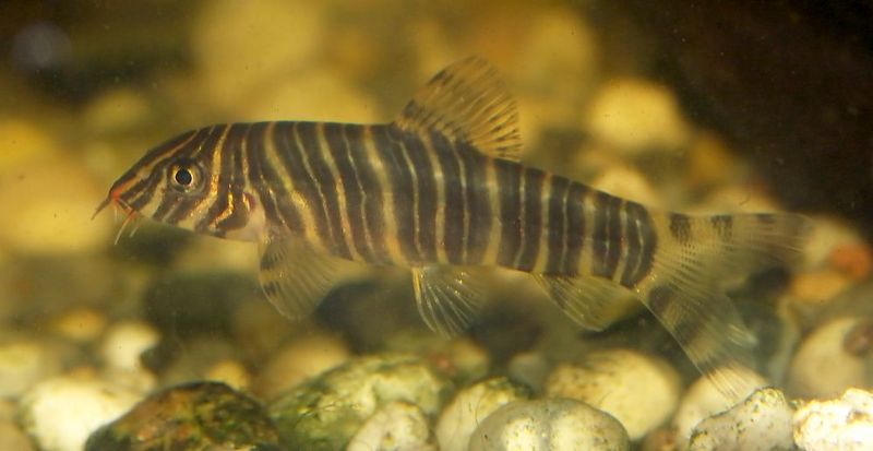 File:Botia Striata1.jpg