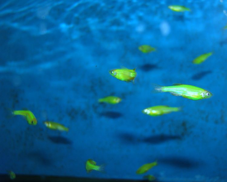 File:Glofish-4359.jpg